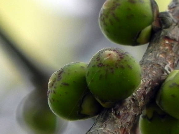 Фикус священный (Ficus religiosa), псевдоплоды - сиконии