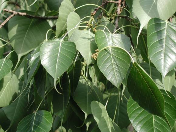 Фикус священный (Ficus religiosa), листья с оттянутым кончиком