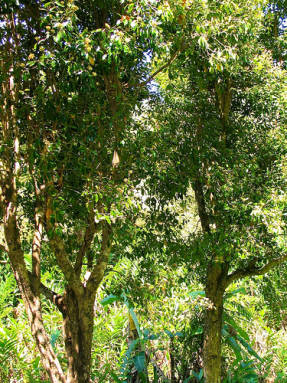 
Гвоздичное дерево (Syzygium aromaticum)