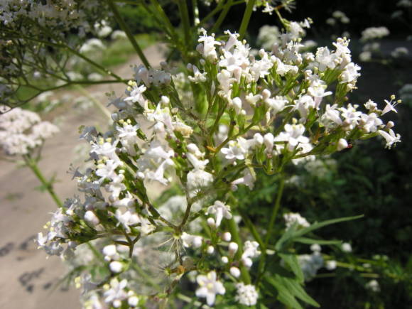 Валериана лекарственная (Valeriana officinalis)
