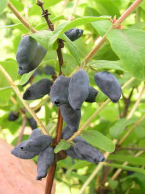 Жимолость синяя (Lonicera caerulea), плоды