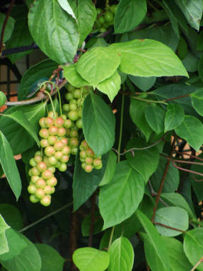 Лимонник китайский (Schisandra chinensis)