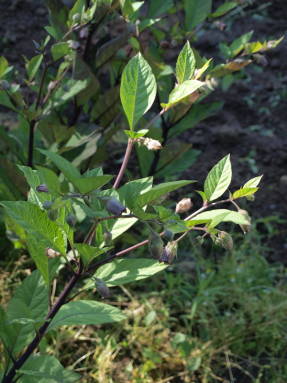 Беладонна обыкновенная (Atropa beladonna)