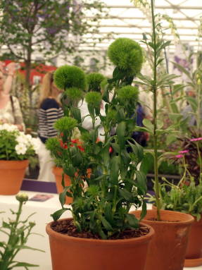 Dianthus barbatus Green Trick