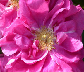 Роза французская (Rosa gallica var. officinalis)