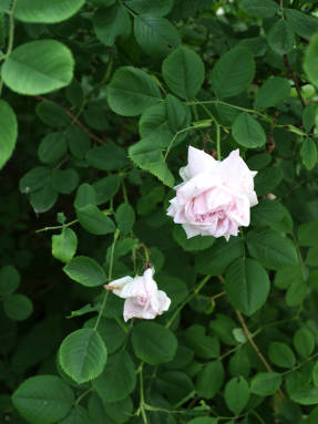 Роза столепестная (Rosa x centifolia)