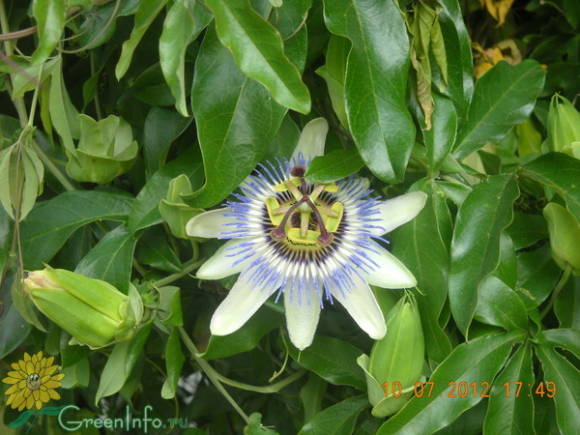 Пассифлора голубая (Passiflora caerulea). Фото с форума GreenInfo.ru
