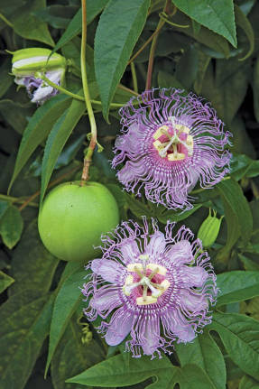 Пассифлора мясо-красная (Passiflora incarnata)
