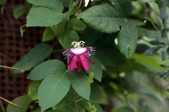 Пассифлора (Passiflora coccinea x incarnata)