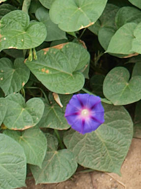 Ипомея пурпурная (Ipomoea purpurea)