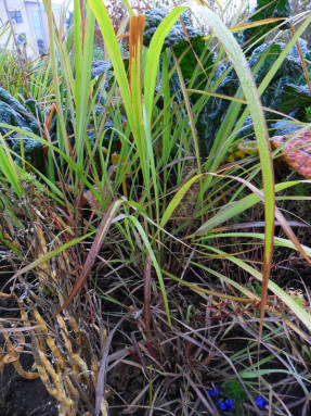 Малабарская трава