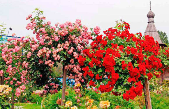 Розовое дерево - цветущий букет