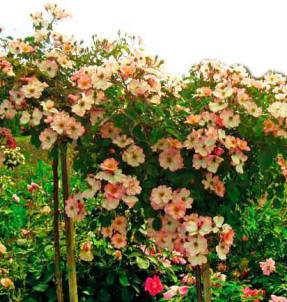 Рози Кушн – почвопокровная роза