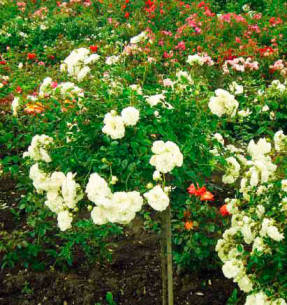 Сиа Фоам – великолепная роза