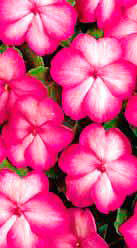 F1 Vitara Rose Picotee –
рано цветущие растения
с темно-розовым краем