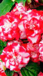 Diadem Red Picotee – двуцветные цветки расположены выше листвы