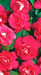 Diadem Rose – яркие однотонные цветки