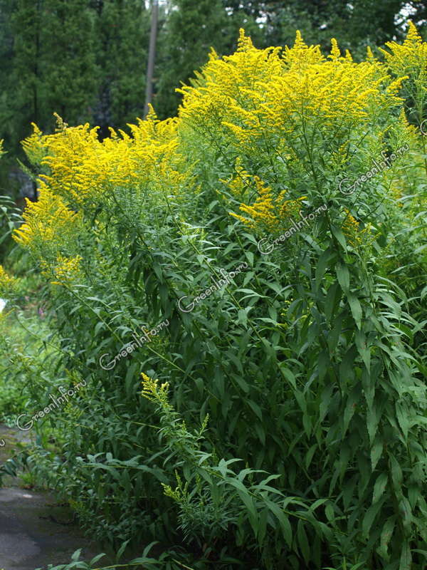 Солидаго канадское - Солидаго - Травянистые растения для открытого .