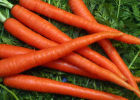 Какая морковь лучше хранится?