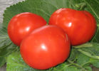 Популярные сорта томатов от «Ильиничны»