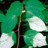 Салат «Витаминный» с листьями актинидии полигама