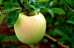 Яблоки, запеченые с творогом и цитрусовой цедрой