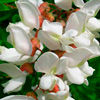 Варенье из цветков белой акации