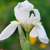 Варенье из цветков белого ириса 