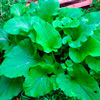 Салат из молодых листьев лопуха