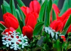 Атмосферу Рождества в доме помогут создать луковичные цветы