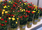 Комнатные розы: выращивание, уход, размножение