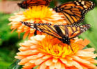 «Крылатый» цветник или клумба для бабочек – модный экологический тренд сада