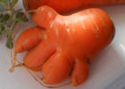 Чтобы морковь не уродилась с "рожками"