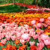 Фестиваль тюльпанов Messer tulipano