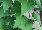 Луносемянник даурский: амурский плющ в фас и в профиль