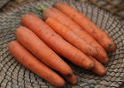 Уборка и хранение моркови