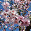 Мандельблютенфест / Праздник цветения миндальных деревьев