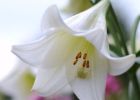 Лилии: цветы для сердца и разума