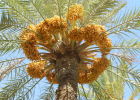 Финик: пальма первенства