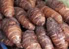 Таро: лечебные свойства тропической «картошки»