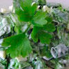 Весенний витаминный салат из корневищ пырея с другими растениями