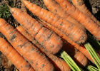 Морковь тоже любит «ласку»