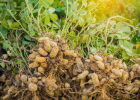 Выращивание арахиса в огороде и на подоконнике