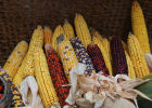 Декоративная кукуруза