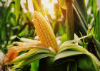 Великий маис, или просто кукуруза