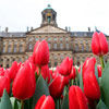 Национальный День Тюльпана / National Tulip Day