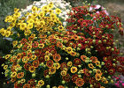 Гелениумы – солнечные цветы