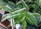 Остянка, или оплисменус – растение для подвесных кашпо