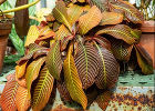Гоффмания – растение с листьями из тафты
