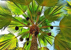 Притчардия тихоокеанская – веерная пальма Фиджи